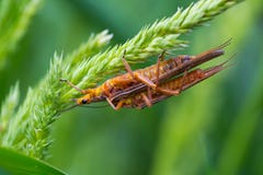 Golden Stonefly Salmonfly Hatch Deschutes Royalty Free Stock Image