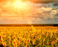 Golden Summer Sun Over The Sunflower Fields Stock Photography