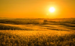 Golden Tuscan Sunset Stock Images