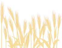 Golden Wheat Stock Photo Golden Wheat Stock Photo