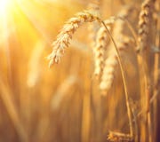 Golden wheat field. Ears of wheat closeup stock image Golden wheat field. Ears of wheat closeup stock image