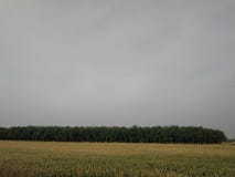 Golden Wheat Field royalty free stock photos Golden Wheat Field royalty free stock photos