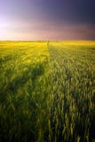 Golden wheat field and purple cloudy sky royalty free stock photos Golden wheat field and purple cloudy sky royalty free stock photos