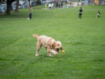 Goldendoodle aims for ball while playing game of fetch stock photo Goldendoodle aims for ball while playing game of fetch stock photo