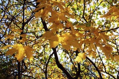 Goldene Ahornniederlassungen, Herbst in vollem Gang stockfoto Goldene Ahornniederlassungen, Herbst in vollem Gang stockfoto