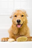 Goldener Apportierhund, der ein Bad nimmt lizenzfreie stockfotos Goldener Apportierhund, der ein Bad nimmt lizenzfreie stockfotos