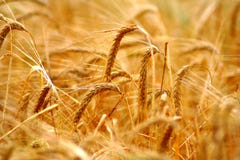 Goldener Feldhintergrund des Kornes (Weizen) während des Sommersonnenunterganglichtes mit Details über Kerne und Strohe Stockbild Goldener Feldhintergrund des Kornes (Weizen) während des Sommersonnenunterganglichtes mit Details über Kerne und Strohe Stockbild