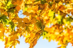 Goldener gelber Autumn Fall Leaves lizenzfreies stockbild Goldener gelber Autumn Fall Leaves lizenzfreies stockbild