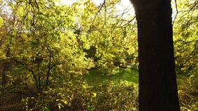 Goldenes Forrest in der Sonne Goldenes Forrest in der Sonne