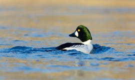Goldeneye commun sur un lac dedans, la Suède photos stock Goldeneye commun sur un lac dedans, la Suède photos stock