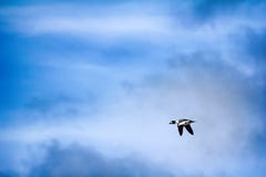 Goldeneye, male in breeding plumage in flight Royalty Free Stock Photos Goldeneye, male in breeding plumage in flight Royalty Free Stock Photos