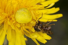 Goldenrod Crab Spider Feasting On Fly Royalty Free Stock Image