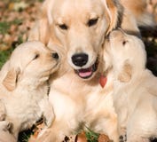 Golder retriever puppies with mother