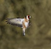 Goldfinch, Carduelis carduelis Royalty Free Stock Photo Goldfinch, Carduelis carduelis Royalty Free Stock Photo