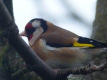 goldfinch lizenzfreie stockfotos goldfinch lizenzfreie stockfotos