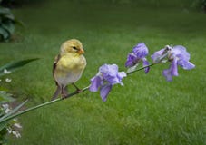 Goldfinch On Irises Royalty Free Stock Photography
