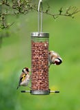 Goldfinches Feeding Royalty Free Stock Image Goldfinches Feeding Royalty Free Stock Image