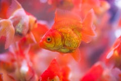 Goldfisch saugt Felsen stockbilder Goldfisch saugt Felsen stockbilder