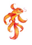 Goldfische Aquarell stock abbildung Goldfische Aquarell stock abbildung