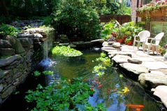 Goldfish and koi pond picture
