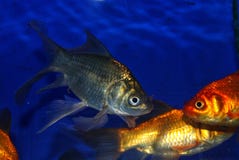 Goldfish fotografia de stock Goldfish fotografia de stock