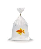 Goldfish In Plastic Bag