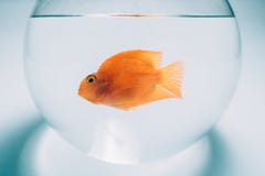 goldfish-round-aquarium-blue-background-