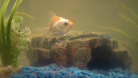Goldfish w akwarium w domu Akwarium filer, skała i rośliny w tle, zdjęcie wideo Goldfish w akwarium w domu Akwarium filer, skała i rośliny w tle, zdjęcie wideo