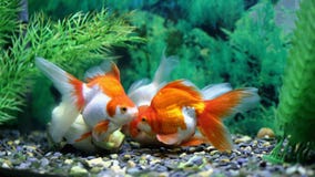 Goldfish w akwarium obrazy royalty free Goldfish w akwarium obrazy royalty free