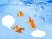 Goldfishes amigáveis que falam sob ondas foto de stock royalty free Goldfishes amigáveis que falam sob ondas foto de stock royalty free