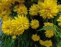 Goldquelle Coneflower, Tall late summer perennial herb with deeply cut leaves and bright yellow double flower heads on sturdy stock photo Goldquelle Coneflower, Tall late summer perennial herb with deeply cut leaves and bright yellow double flower heads on sturdy stock photo