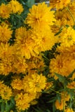 Goldquelle Coneflower, трава высокорослого поздним летом постоянная с глубоко отрезанными листьями и яркими желтыми двойными голо стоковые фотографии rf Goldquelle Coneflower, трава высокорослого поздним летом постоянная с глубоко отрезанными листьями и яркими желтыми двойными голо стоковые фотографии rf