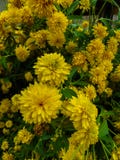 Goldquelle Coneflower, трава высокорослого поздним летом постоянная с глубоко отрезанными листьями и яркими желтыми двойными голо стоковые изображения Goldquelle Coneflower, трава высокорослого поздним летом постоянная с глубоко отрезанными листьями и яркими желтыми двойными голо стоковые изображения