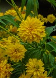 Goldquelle Coneflower, трава высокорослого поздним летом постоянная с глубоко отрезанными листьями и яркими желтыми двойными голо стоковое изображение rf Goldquelle Coneflower, трава высокорослого поздним летом постоянная с глубоко отрезанными листьями и яркими желтыми двойными голо стоковое изображение rf