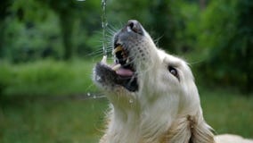 Gollden retriever dog drinking water from a drinker