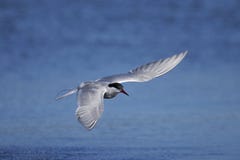 Golondrina de mar común, hirundo de los esternones imágenes de archivo libres de regalías Golondrina de mar común, hirundo de los esternones imágenes de archivo libres de regalías