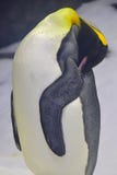 A good example of how penguin keep their body warm by closing their body parts together