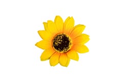 Isolated artificial sunflower on white background stock images Isolated artificial sunflower on white background stock images