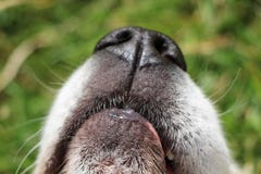 Good sniffs stock photography Good sniffs stock photography