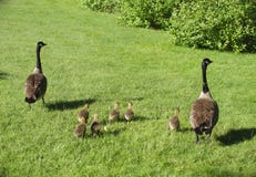 Goose family on grass bird nature wildlife Stock Photo Goose family on grass bird nature wildlife Stock Photo