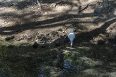 A goose drinking water royalty free stock images A goose drinking water royalty free stock images