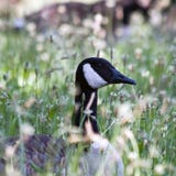Goose In Grass Royalty Free Stock Image Goose In Grass Royalty Free Stock Image