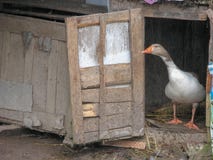 A goose in nest, Iran, Gilan, Rasht royalty free stock image A goose in nest, Iran, Gilan, Rasht royalty free stock image
