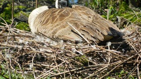 A goose sitting on her nest royalty free stock images A goose sitting on her nest royalty free stock images