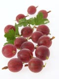 Gooseberries Royalty Free Stock Image