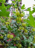 Gooseberries verdes frescos Groselha madura no jardim do fruto foto de stock Gooseberries verdes frescos Groselha madura no jardim do fruto foto de stock