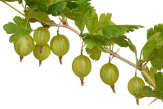 Gooseberry imagem de stock royalty free Gooseberry imagem de stock royalty free