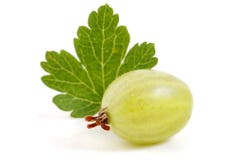 Gooseberry imagens de stock Gooseberry imagens de stock