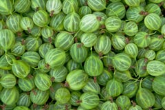 Gooseberry imagem de stock Gooseberry imagem de stock