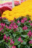 Gorgeous array of Fall flowers at local nursery Stock Photos Gorgeous array of Fall flowers at local nursery Stock Photos